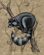 This Racoon already has all the shinies it needs