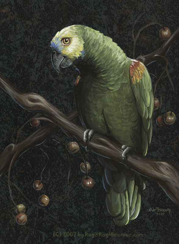 Better watch out that amazon parrot is vicious killer. 
