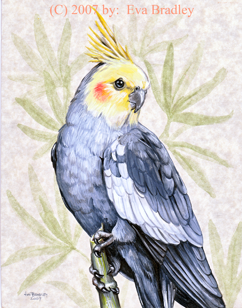 Whistle or sing this Cockatiel is a pretty bird.
