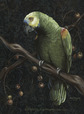Better watch out that amazon parrot is vicious killer. 
