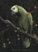 Better watch out that amazon parrot is vicious killer. 
