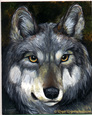 Greywolf