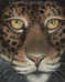 Jungle Eyes staring back at you do you notice them looking deep into your soul?