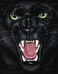 I am wild hear me roar!